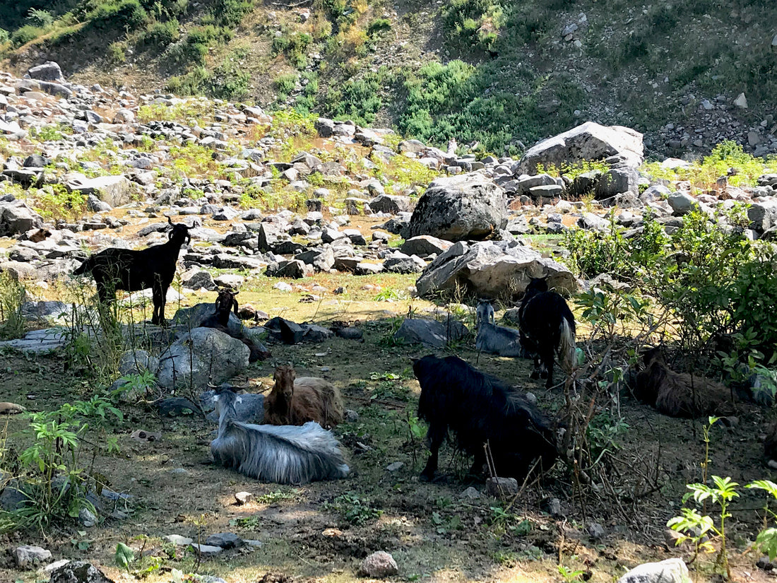 The Nomad Goatherds Passing Through a Kashmiri Valley